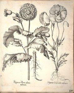 Hortus Eystettensis, 1640 (BHL 45339 309) - Classis Aestiva 157