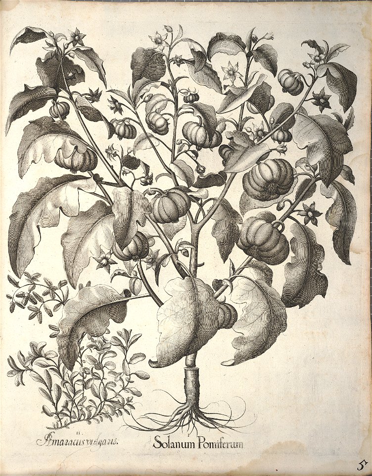 Hortus Eystettensis, 1640 (BHL 45339 345) - Classis Autumnalis 5