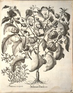 Hortus Eystettensis, 1640 (BHL 45339 345) - Classis Autumnalis 5
