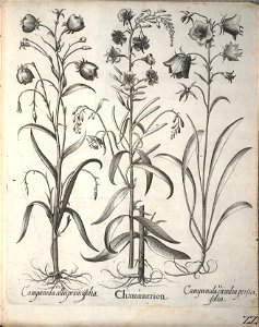 Hortus Eystettensis, 1640 (BHL 45339 174) - Classis Aestiva 22