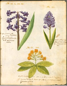 Hortulus Monheimensis - 021