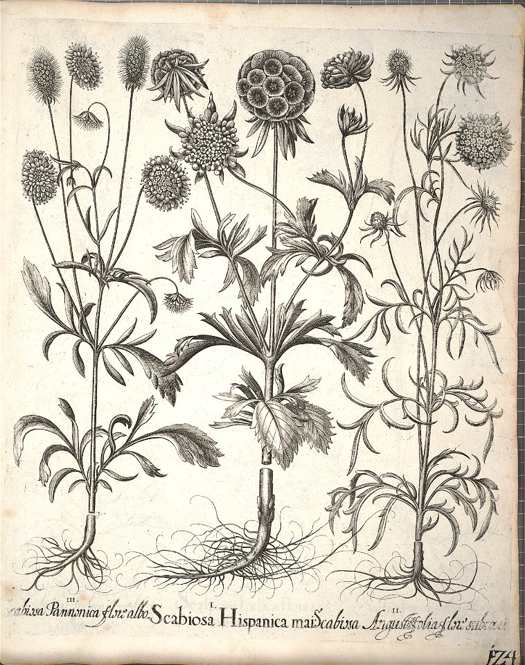 Hortus Eystettensis, 1640 (BHL 45339 276) - Classis Aestiva 124