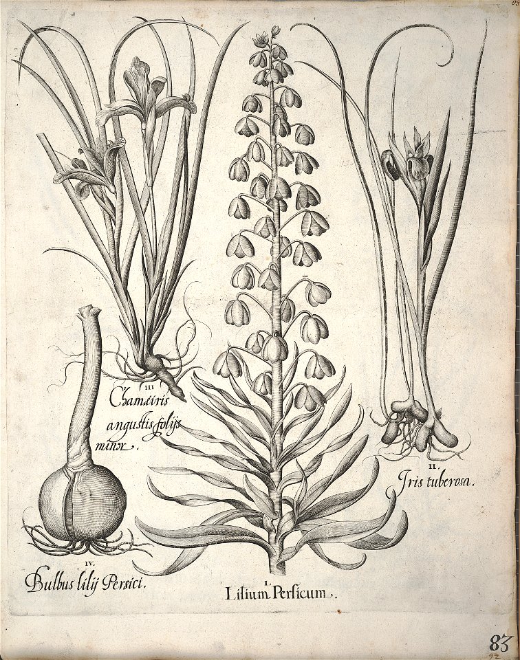 Hortus Eystettensis, 1640 (BHL 45339 094) - Classis Verna 83