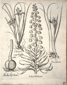 Hortus Eystettensis, 1640 (BHL 45339 094) - Classis Verna 83