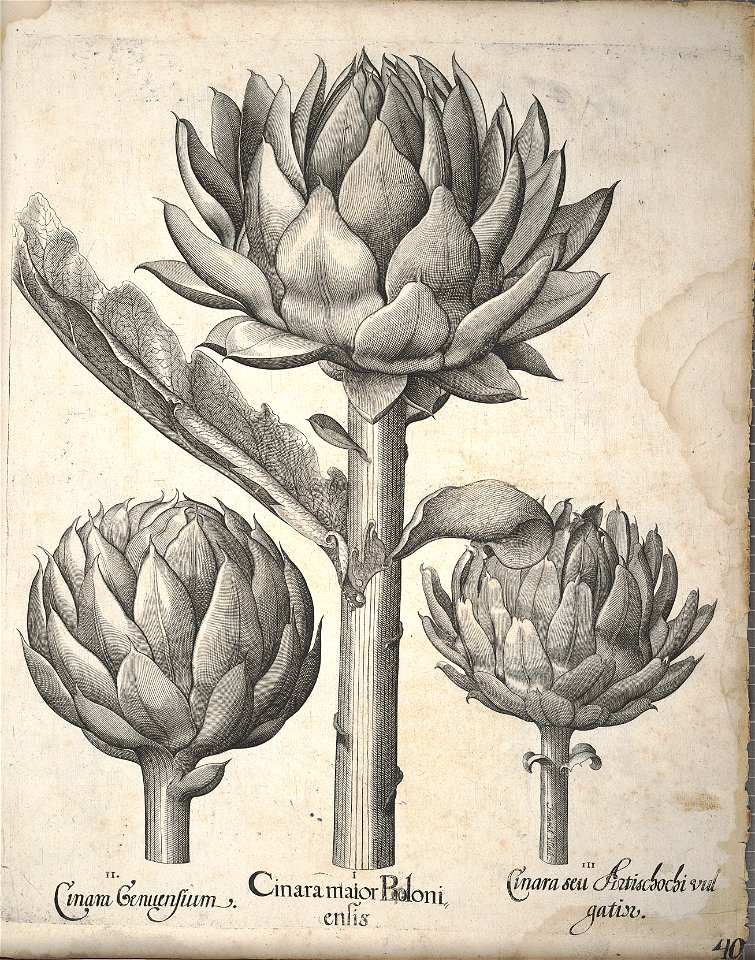 Hortus Eystettensis, 1640 (BHL 45339 380) - Classis Autumnalis 40