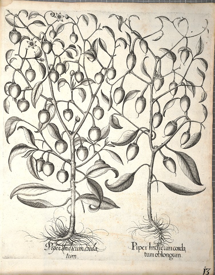 Hortus Eystettensis, 1640 (BHL 45339 353) - Classis Autumnalis 13