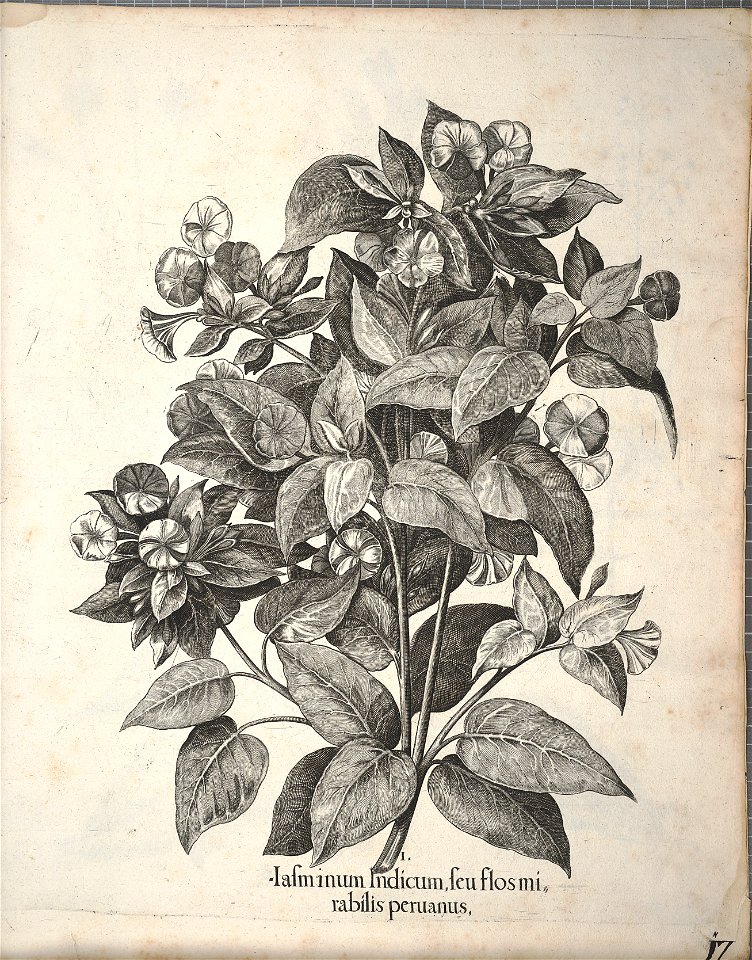 Hortus Eystettensis, 1640 (BHL 45339 357) - Classis Autumnalis 17