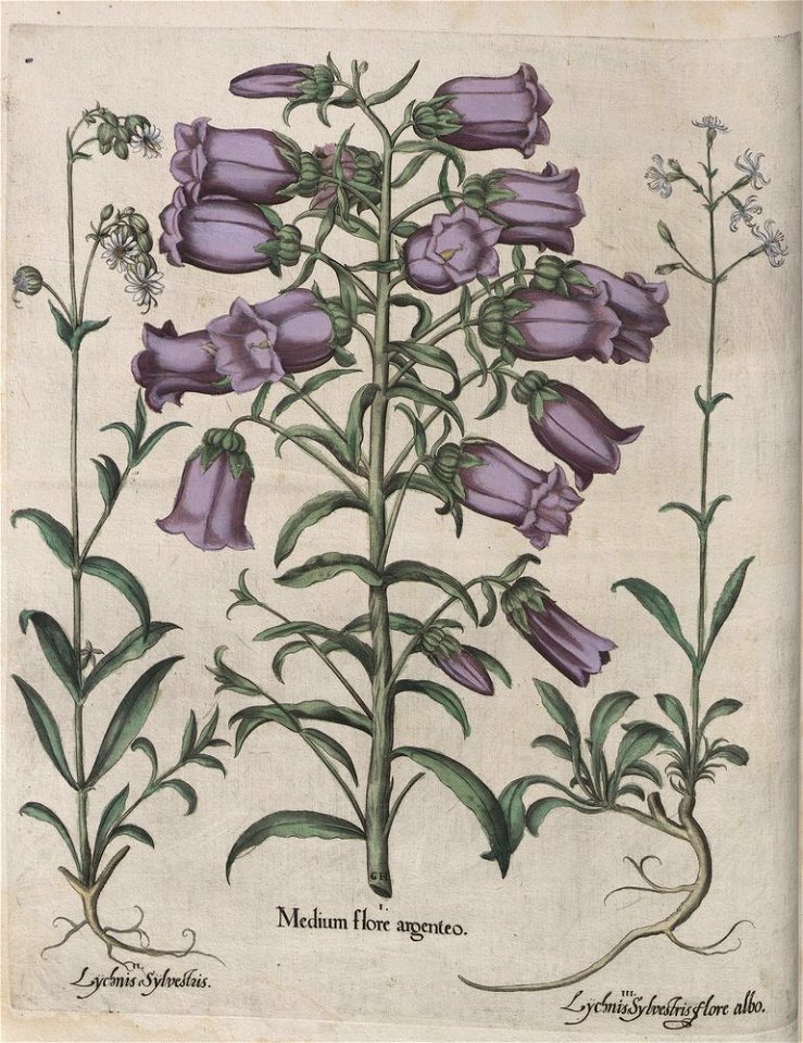 Hortus Eystettensis, 1613 (KU 2894-2 058) -Aestiva,1,5