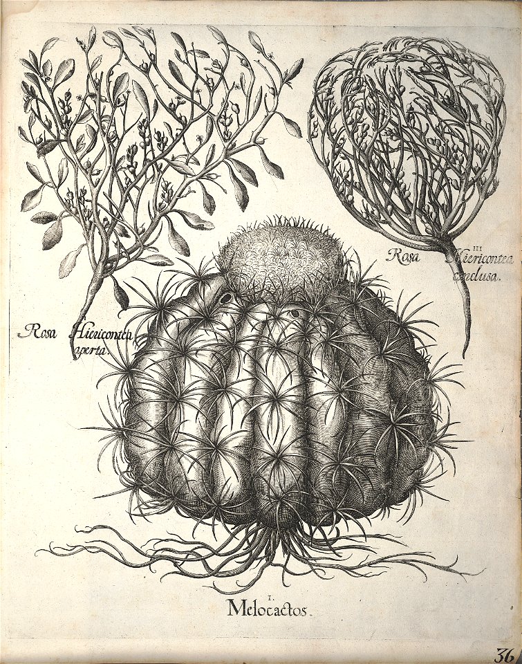 Hortus Eystettensis, 1640 (BHL 45339 376) - Classis Autumnalis 36