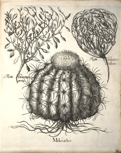Hortus Eystettensis, 1640 (BHL 45339 376) - Classis Autumnalis 36
