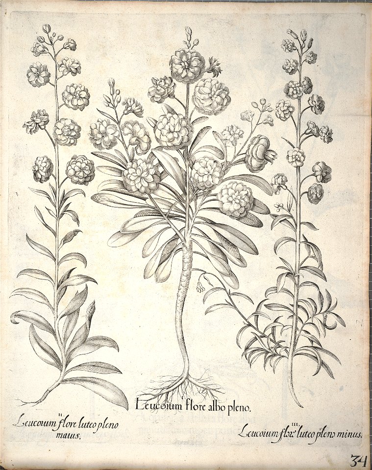 Hortus Eystettensis, 1640 (BHL 45339 186) - Classis Aestiva 34