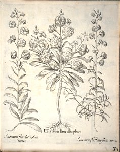 Hortus Eystettensis, 1640 (BHL 45339 186) - Classis Aestiva 34