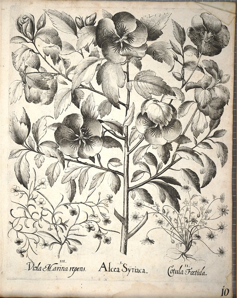 Hortus Eystettensis, 1640 (BHL 45339 162) - Classis Aestiva 10