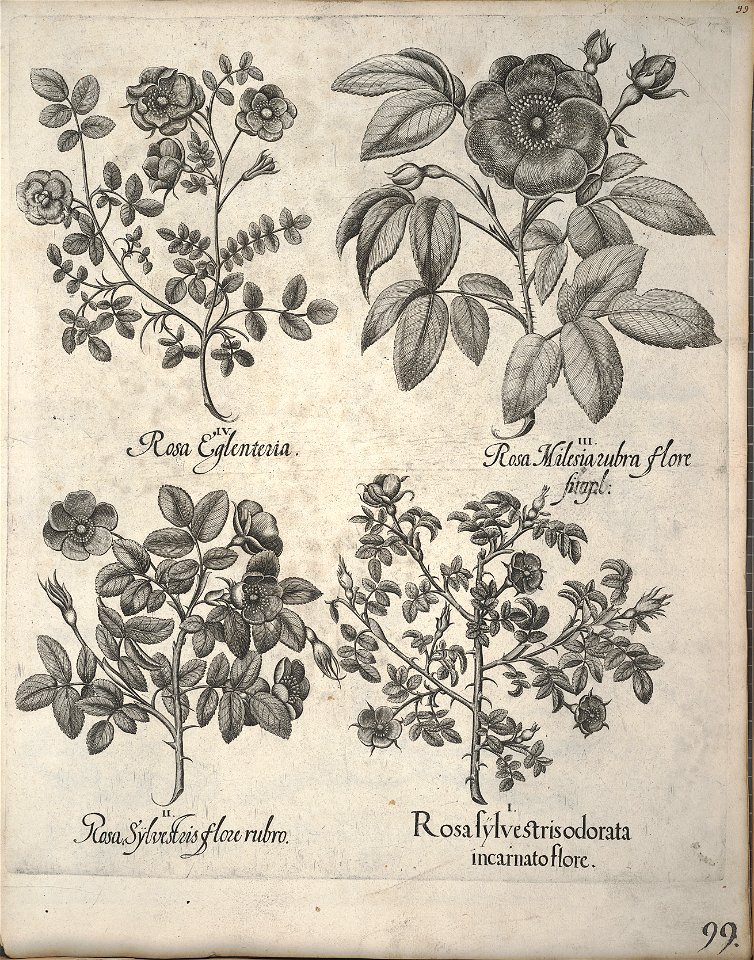 Hortus Eystettensis, 1640 (BHL 45339 110) - Classis Verna 99
