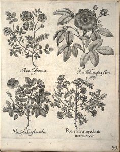 Hortus Eystettensis, 1640 (BHL 45339 110) - Classis Verna 99
