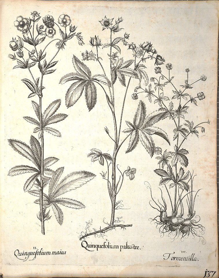 Hortus Eystettensis, 1640 (BHL 45339 289) - Classis Aestiva 137