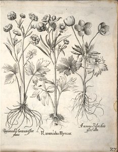 Hortus Eystettensis, 1640 (BHL 45339 038) - Classis Verna 27