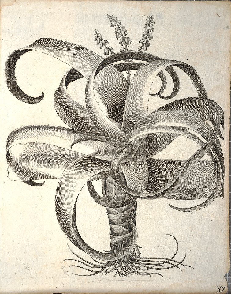 Hortus Eystettensis, 1640 (BHL 45339 377) - Classis Autumnalis 37