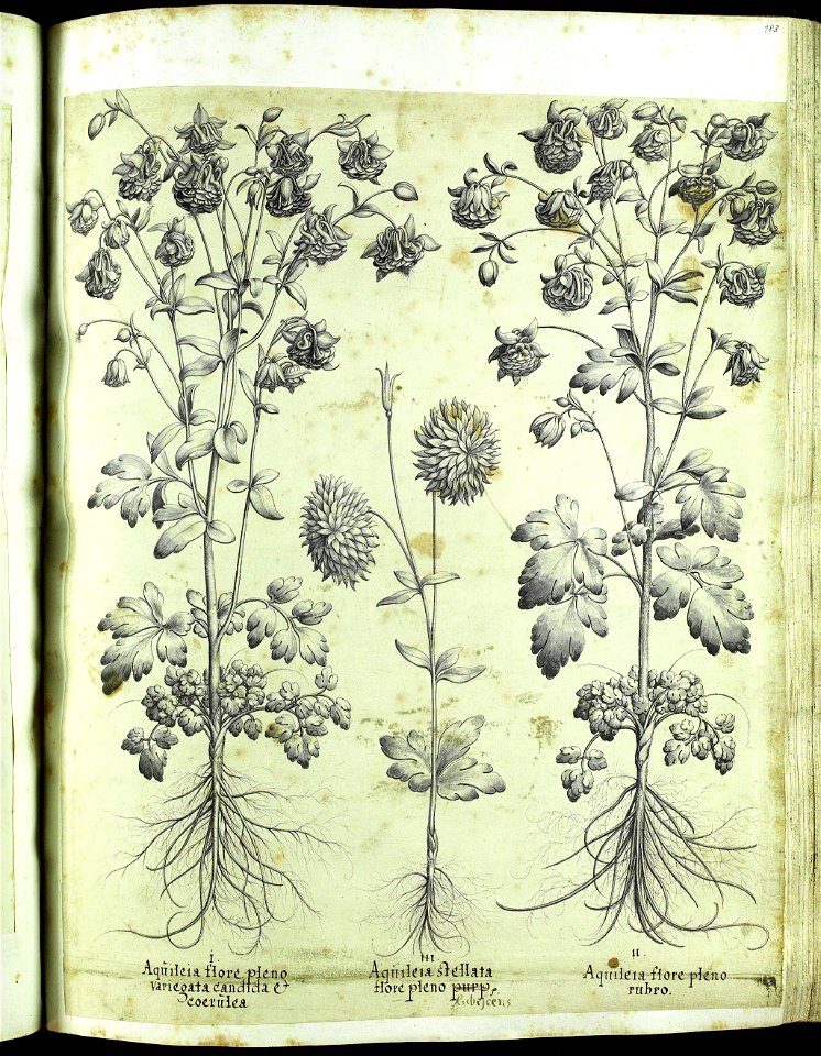 Hortus Eystettensis, Vorzeichnungen (MS 2370 2952663) -Aestiva,2,6