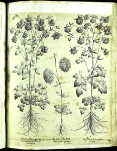 Hortus Eystettensis, Vorzeichnungen (MS 2370 2952663) -Aestiva,2,6