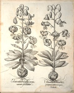 Hortus Eystettensis, 1640 (BHL 45339 205) - Classis Aestiva 53