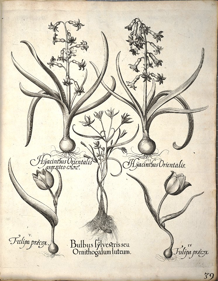 Hortus Eystettensis, 1640 (BHL 45339 050) - Classis Verna 39