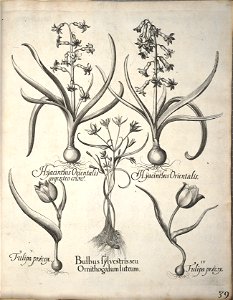 Hortus Eystettensis, 1640 (BHL 45339 050) - Classis Verna 39