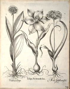 Hortus Eystettensis, 1640 (BHL 45339 090) - Classis Verna 79