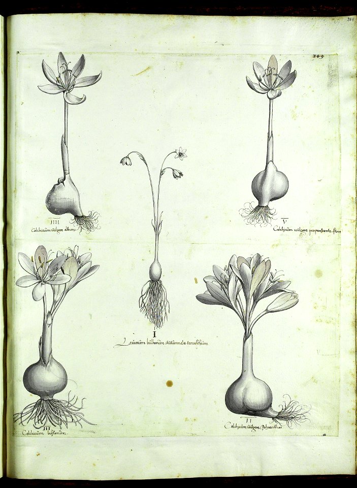 Hortus Eystettensis, Vorzeichnungen (MS 2370 2952845) -Autumnalis,3,6