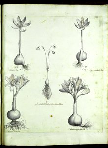 Hortus Eystettensis, Vorzeichnungen (MS 2370 2952845) -Autumnalis,3,6