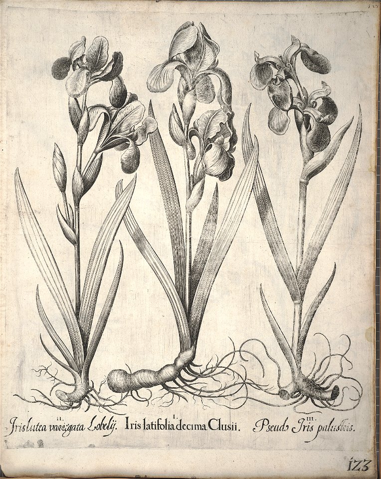 Hortus Eystettensis, 1640 (BHL 45339 134) - Classis Verna 123