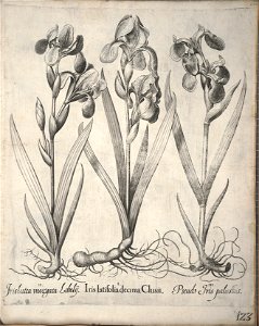 Hortus Eystettensis, 1640 (BHL 45339 134) - Classis Verna 123