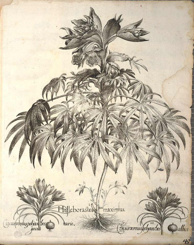 Hortus Eystettensis, 1640 (BHL 45339 385) - Classis Autumnalis 45