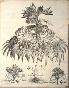 Hortus Eystettensis, 1640 (BHL 45339 385) - Classis Autumnalis 45