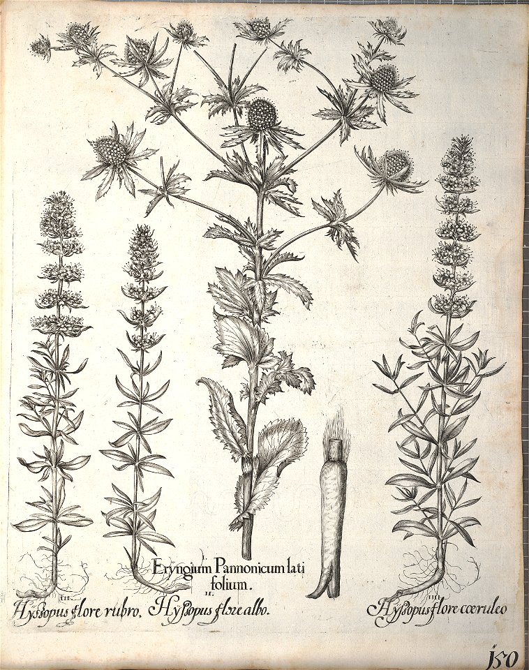 Hortus Eystettensis, 1640 (BHL 45339 302) - Classis Aestiva 150
