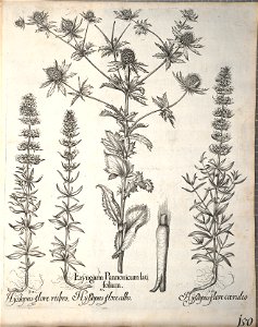 Hortus Eystettensis, 1640 (BHL 45339 302) - Classis Aestiva 150