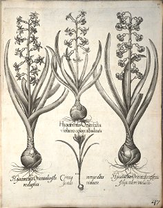 Hortus Eystettensis, 1640 (BHL 45339 058) - Classis Verna 47