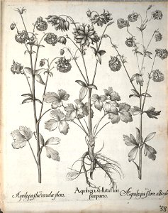 Hortus Eystettensis, 1640 (BHL 45339 190) - Classis Aestiva 38
