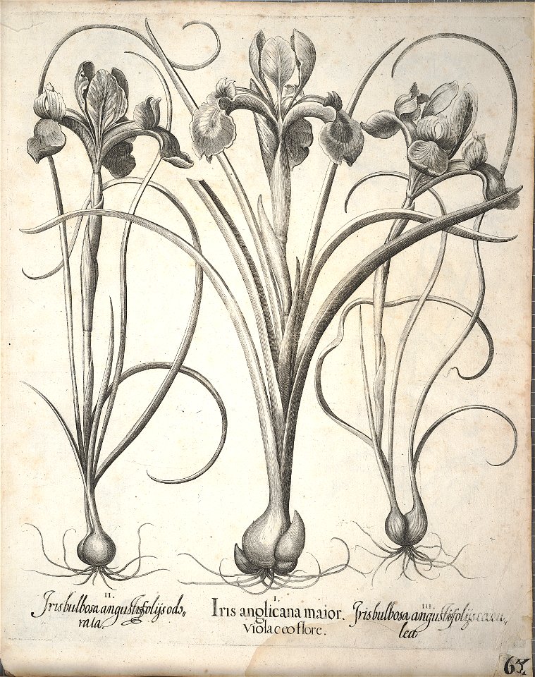 Hortus Eystettensis, 1640 (BHL 45339 217) - Classis Aestiva 65
