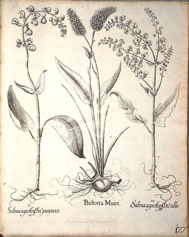 Hortus Eystettensis, 1640 (BHL 45339 138) - Classis Verna 127