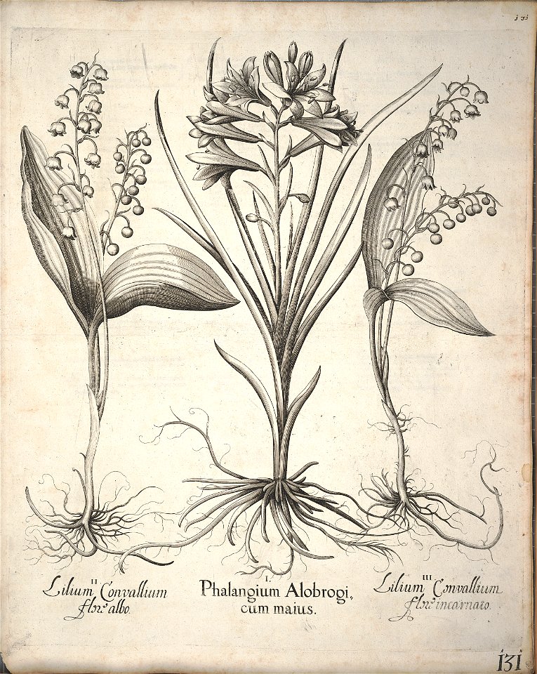 Hortus Eystettensis, 1640 (BHL 45339 142) - Classis Verna 131