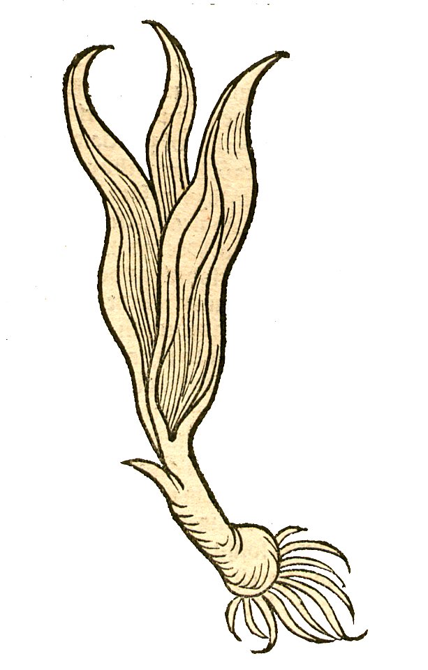 Hortus Porrum