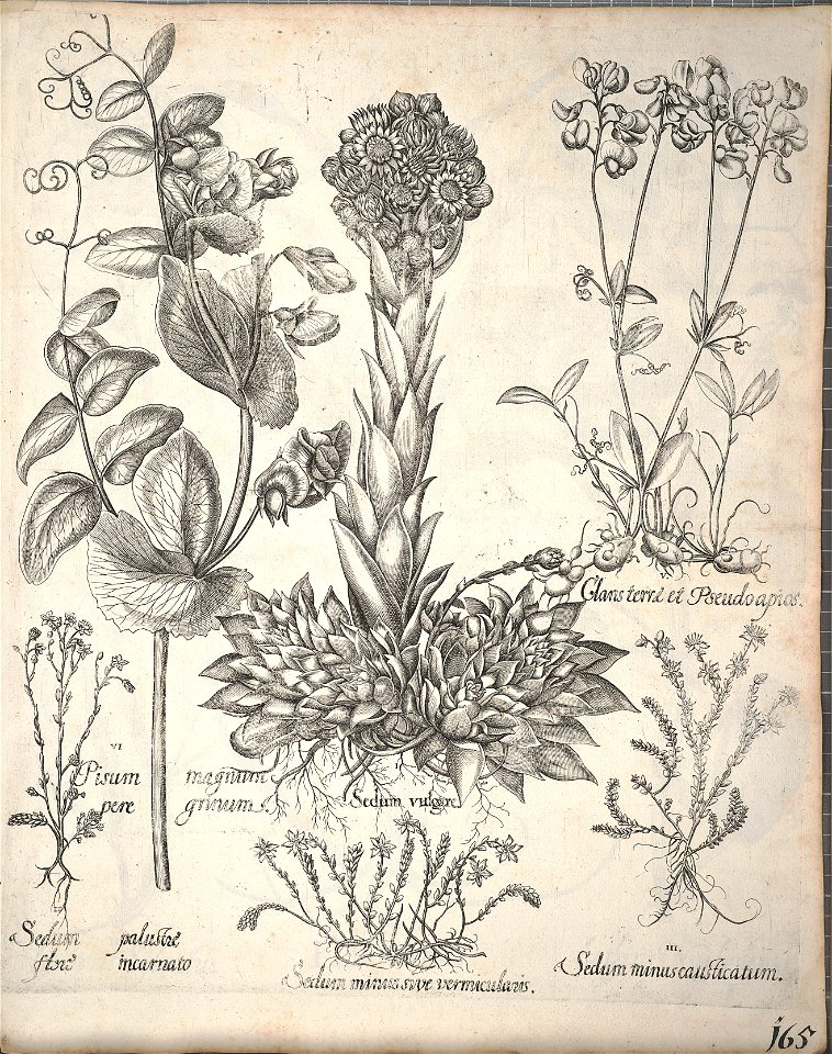 Hortus Eystettensis, 1640 (BHL 45339 317) - Classis Aestiva 165