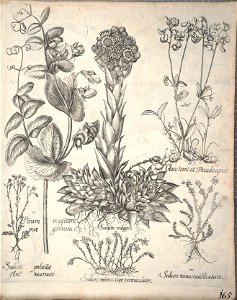 Hortus Eystettensis, 1640 (BHL 45339 317) - Classis Aestiva 165