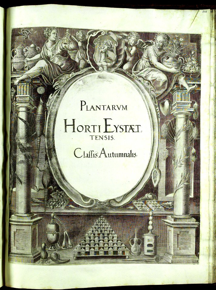 Hortus Eystettensis, Vorzeichnungen (MS 2370 2952813) -title Classis Autumnalis