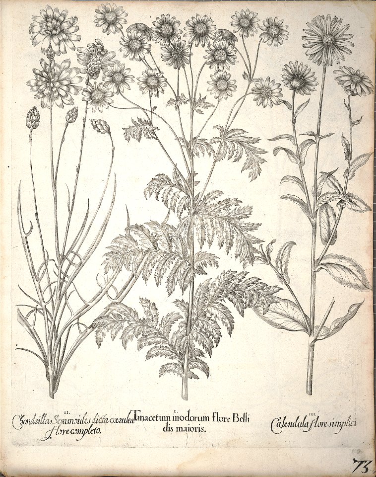 Hortus Eystettensis, 1640 (BHL 45339 225) - Classis Aestiva 73