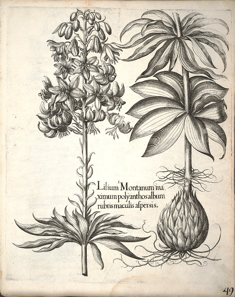 Hortus Eystettensis, 1640 (BHL 45339 201) - Classis Aestiva 49