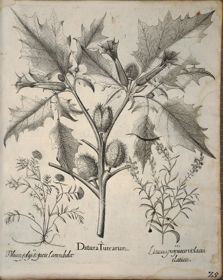 Hortus Eystettensis, 1640 (BHL 45339 365) - Classis Autumnalis 25