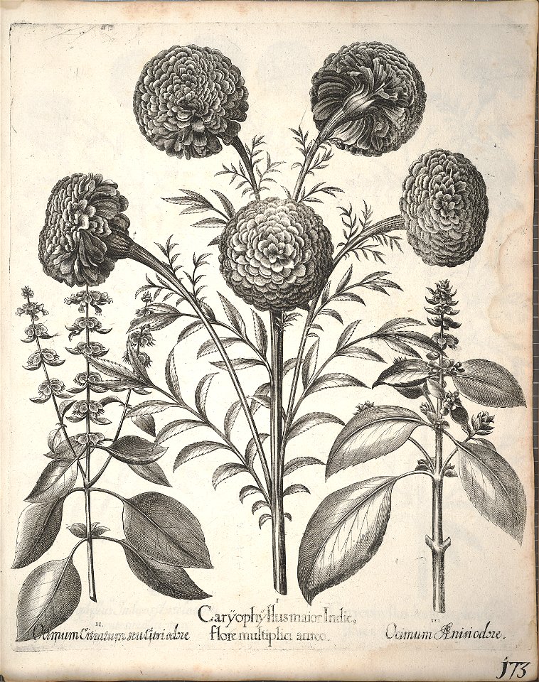 Hortus Eystettensis, 1640 (BHL 45339 325) - Classis Aestiva 173