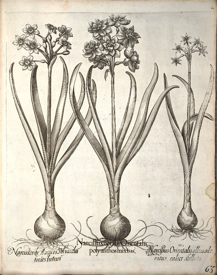 Hortus Eystettensis, 1640 (BHL 45339 074) - Classis Verna 63